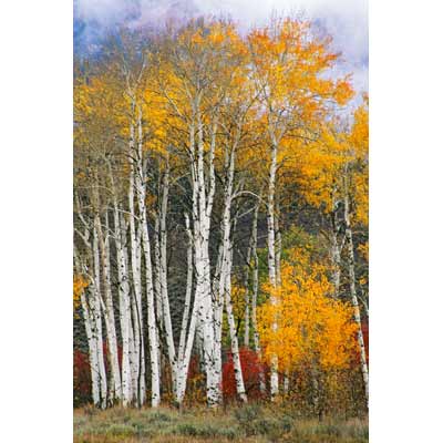 2046_Autumn Stand of Aspens
